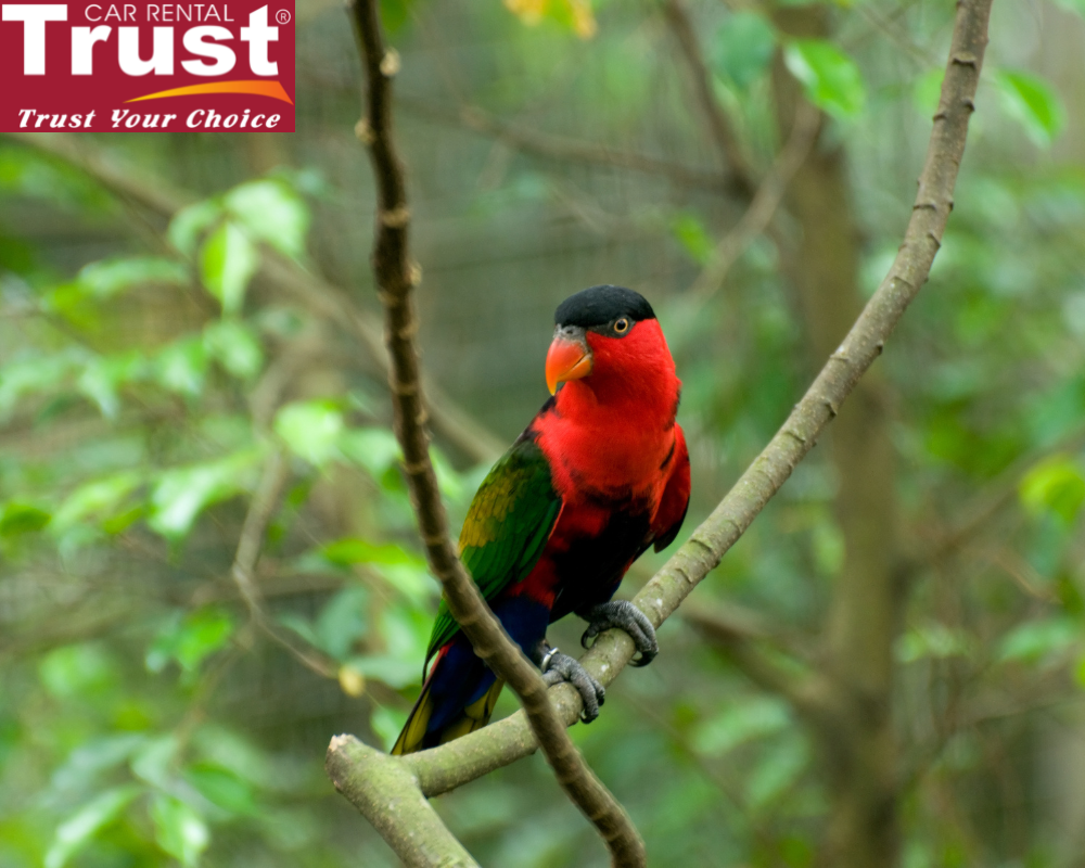 Ca Mau Bird Park