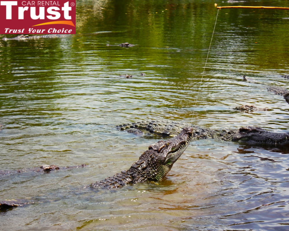 Feed the crocodiles through a “fishing” activity.