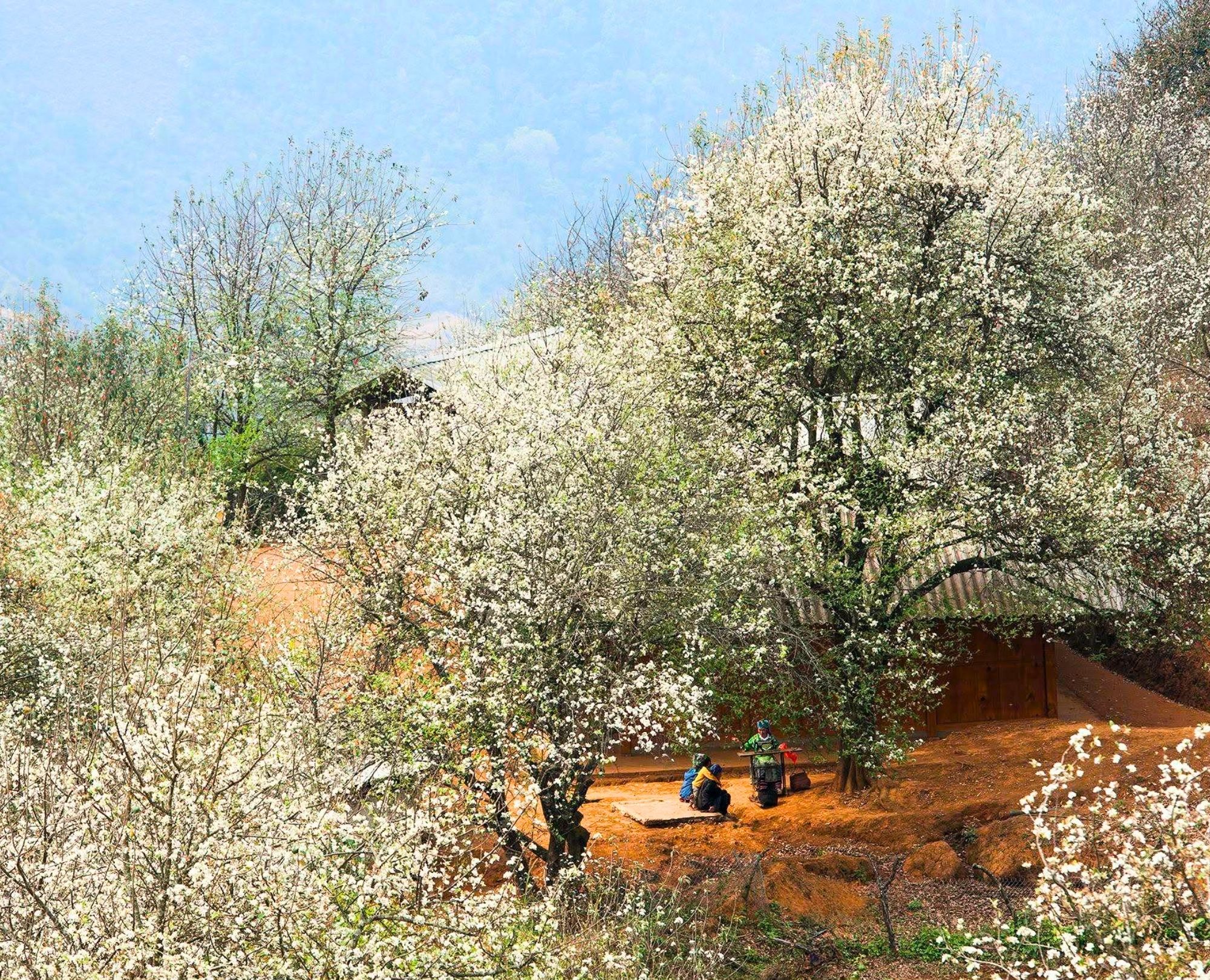 Local ethnic houses nestled under blooming white trees in Mu Cang Chai, Yen Bai