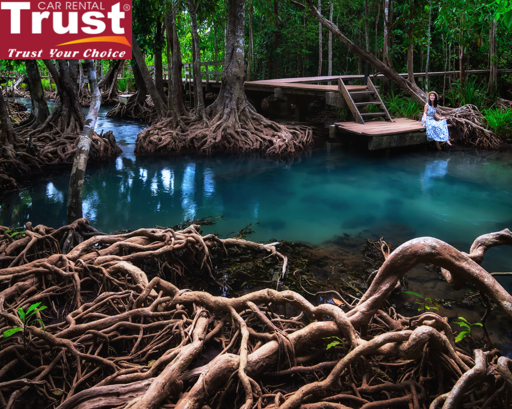 Nam Can Mangrove Forest