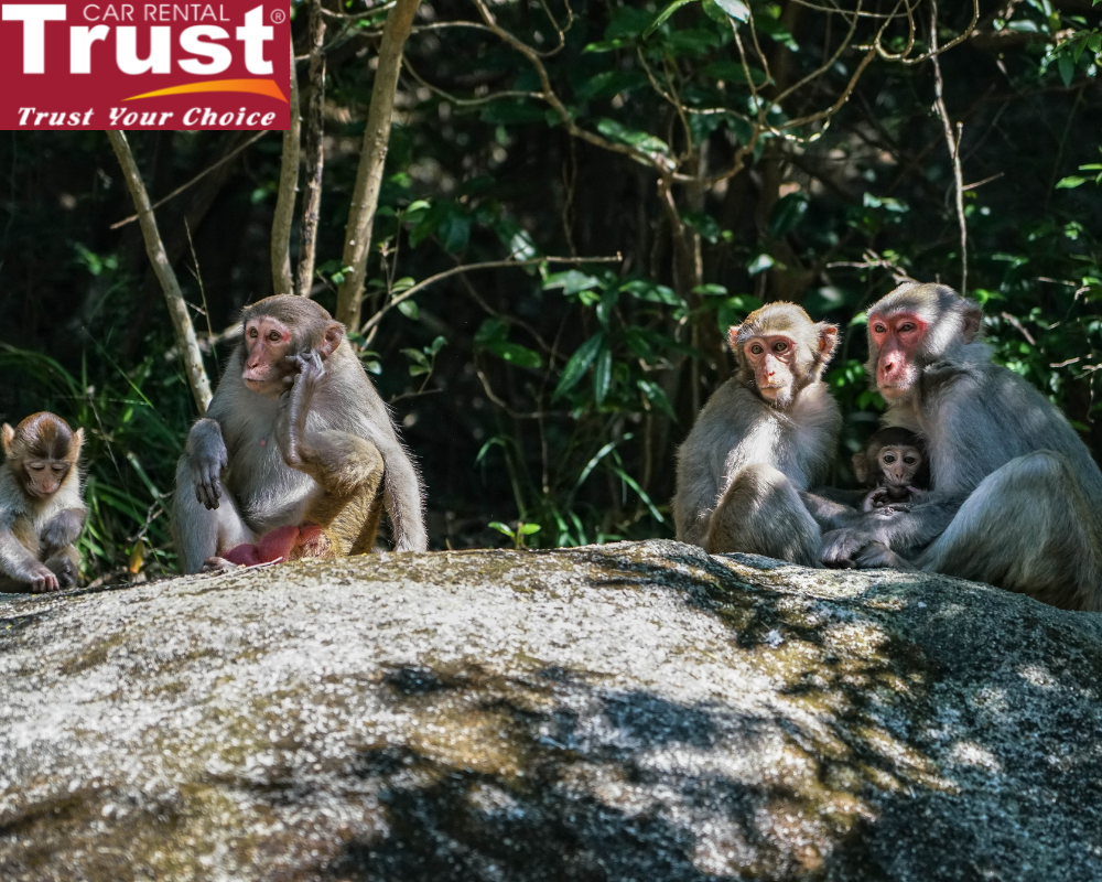 20 kilometers off the coast of Nha Trang lies the charmingly named Monkey Island.