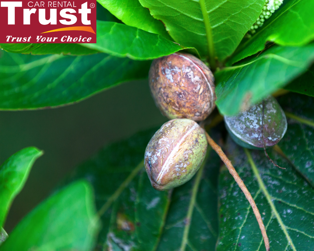 Mut Hat Bang ( Terminalia Catappa Jam)