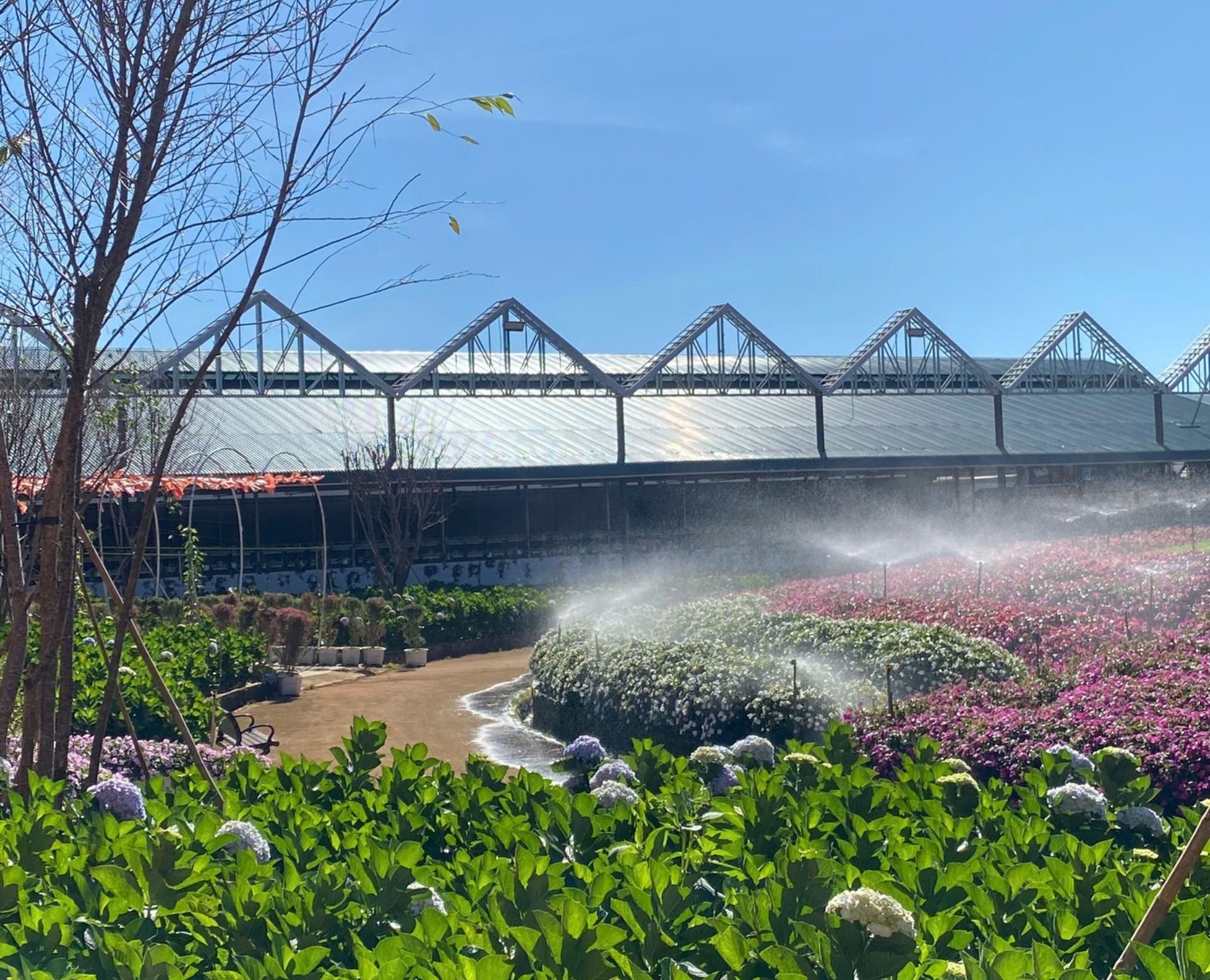 Van Thanh Flower Village