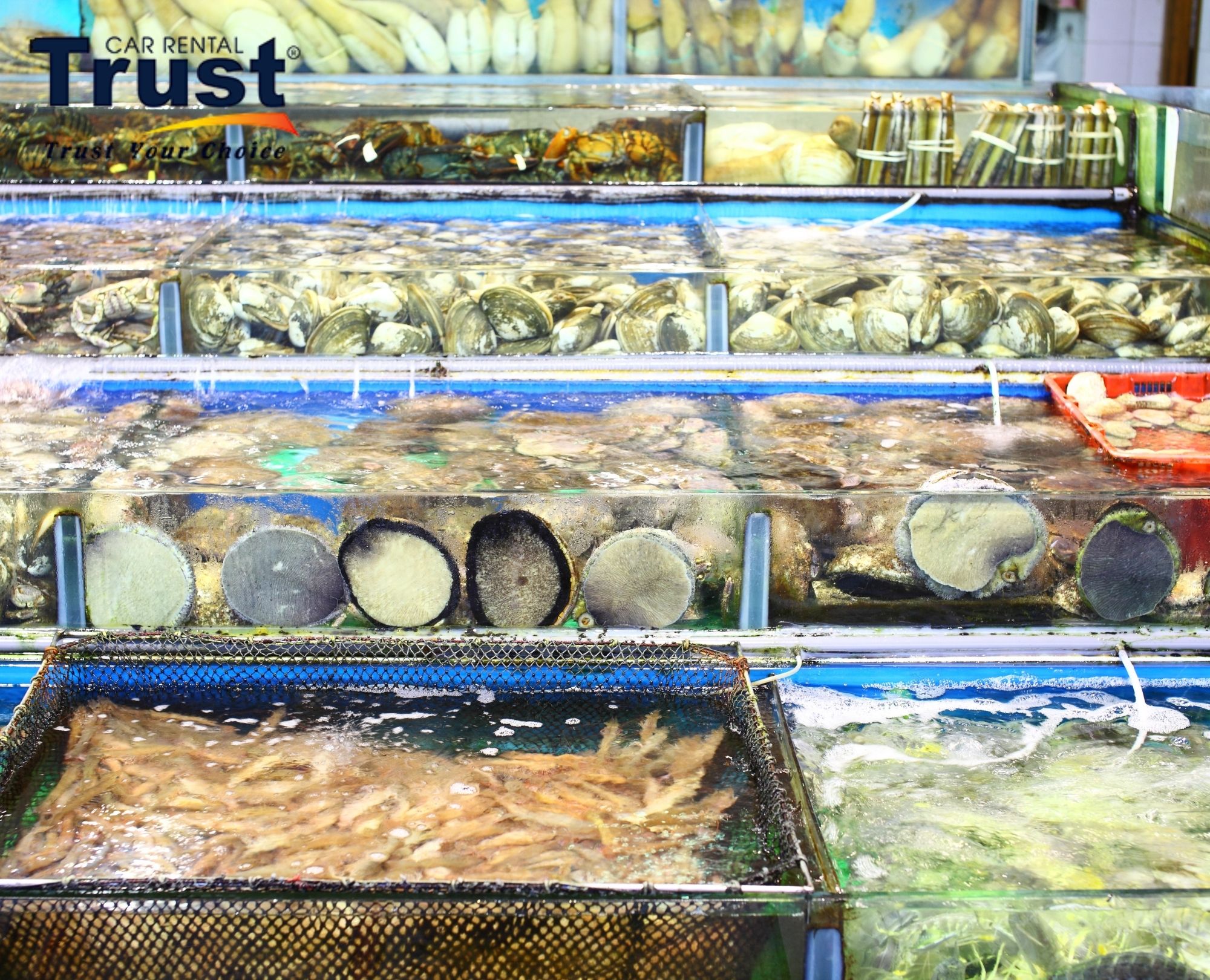 Variety of fresh shrimp, crabs, and clams in seafood tanks at Muine Seafood Restaurants