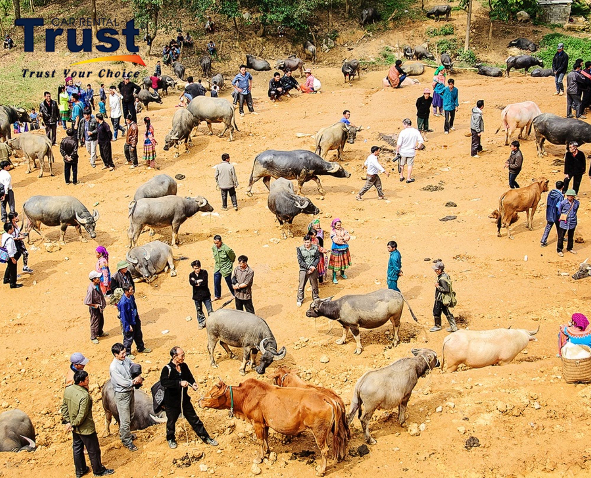 water-buffaloes-cows-and-local-vendors-at-the-lively-saturday-water-buffalo-market-in-bac-ha-vietnam